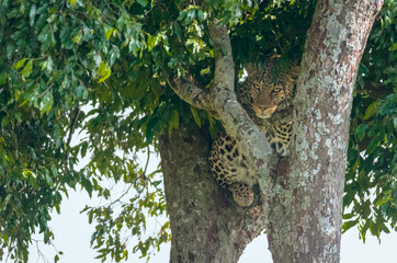 Leopard in tree, closeup
