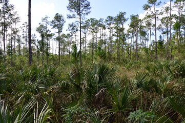 Sumpf Landschaft im Everglades National Park, Florida
