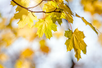 Naklejka na ściany i meble Autumn background-yellow maple leaves in the city Park 