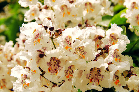Closeup of Catalpa bignonioides flowers. Blooming Indian-bean-tree. Blossom of cigartree.