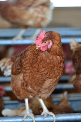 Gallus gallus domesticus or homemade egg laying hen on farm