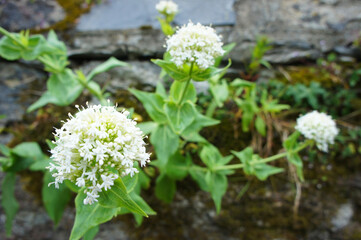 White Valerian Tri Cluster of Flowers Growing from Wall