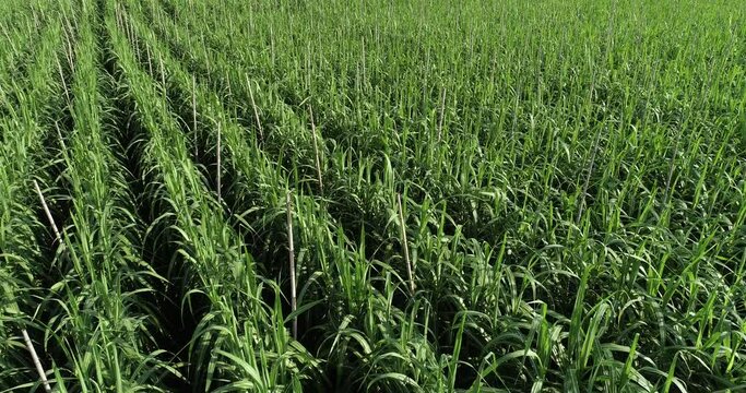 Aerial footage of drone flying over sugarcane plants growing at field