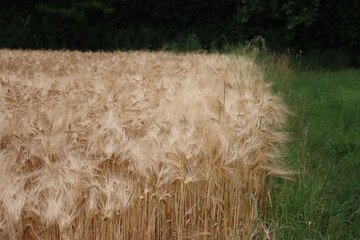 Golden wheat field ready to harvest on summer. Agricultural field  in the italian countryside