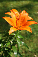 Obraz premium Bright orange lily flowers in bloom in the garden on a sunny day. Lilium plant in bloom on summer 