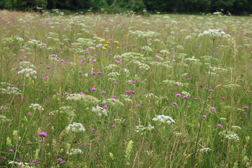 Meadow in bloom with many wildflowers in the northern italian countryside on summer