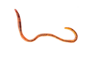 Earthworm live bait for fishing