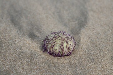 sea urchin on sea shore