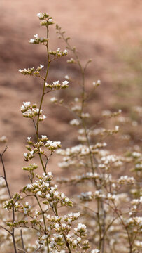 Flores blancas en arbustos silvestres secos 