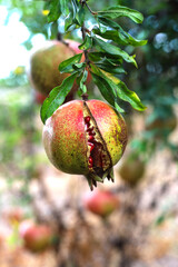 Ripe open pomegranates with seeds hanging on a branch closeup. Selective focus