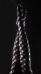 Women legs in tights with love hearts pattern, raised up over black background.