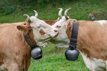 Beautiful swiss cows. Alpine meadows. farm.