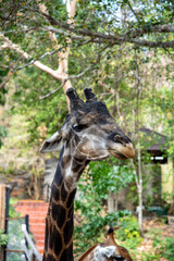 Close up of a Giraffe is eating some green leaf.	
