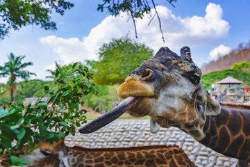 Close up of a Giraffe is eating some green leaf.	
