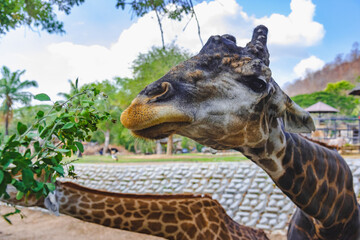 Close up of a Giraffe is eating some green leaf. 
