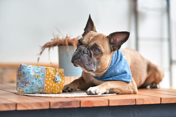 French Bulldog dog waiting patiently next to homemade treat bag