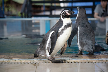 Naklejka premium African adorable penguin or Spheniscus demersus also known as the jackass penguin and black-footed penguin. which stay in African. 