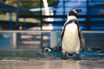 African adorable penguin or Spheniscus demersus also known as the jackass penguin and black-footed...