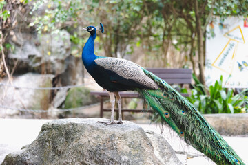 Naklejka premium Beautiful peacock green with blue plumage in close up. Tails of peacocks to represent the art of nature.