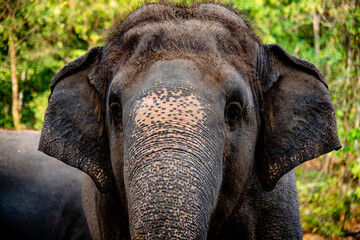 close up of the eye of an African elephant in the forest.	
