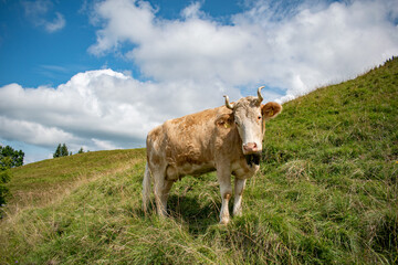 Beautiful swiss cows. Alpine meadows. farm.