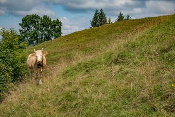 Beautiful swiss cows. Alpine meadows. farm.