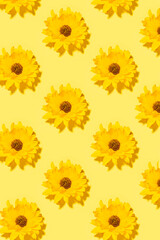 Trendy flat yellow background with yellow flowers in bright trendy lighting. Pattern 