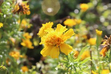 Yellow Flowers