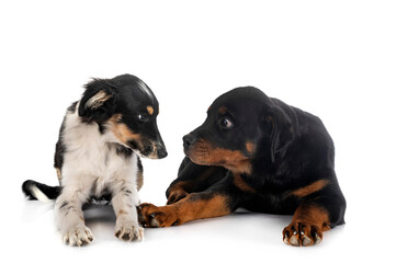 Miniature American Shepherd and rottweiler