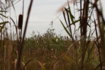 Bagna biebrzańskie, Długa luka, Tatarak, Sitowie © Marcin