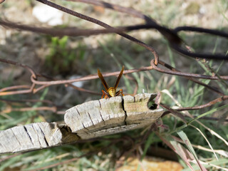Wasp behind on a wooden plank