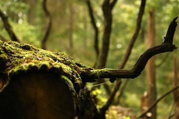 Powalony pień, drzewo, Biebrzański Park Narodowy - obrazy, fototapety, plakaty