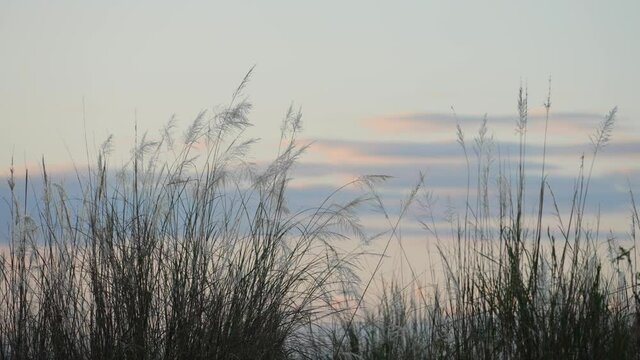 Autumn reed flowers swaying in the wind by the river at sunset 