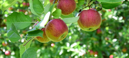 Saftige rote Äpfel am Baum vor der Apfelernte in Lana, Südtirol, Europa	
