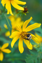 Bumblebee (Bombus fraternus) on a Ten-Petal Sunflower (Helianthus decapetalus) in North Carolina