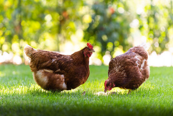 Rooster and chickens in the farmyard