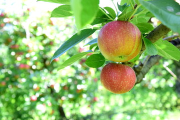 Saftige rote Äpfel am Baum vor der Apfelernte in Lana, Südtirol, Europa	