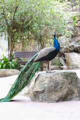 Naklejka premium Beautiful peacock green with blue plumage in close up. Tails of peacocks to represent the art of nature.