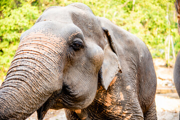 close up of the eye of an African elephant in the forest.