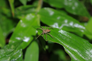 agelena labyrinthica spider macro photo