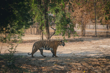 Sumatran tiger or Panthera tigris sumatrae is walking in the green forest.