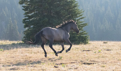Gray Roan Wild Stallion galloping in the Pryor Mountains Wild Horse Range on the Montana Wyoming border in the United States