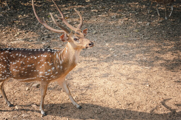 An adorable red deer in the green forest.