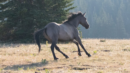 Young Wild Horse grullo colored stallion on the run in the Pryor Mountains Wild Horse Range on the...