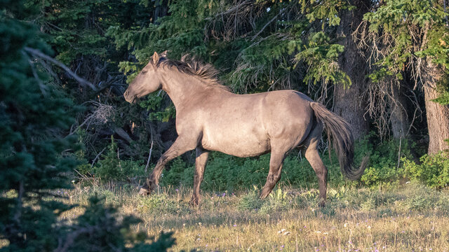 Sunlit Silver gray grullo Wild Horse stallion running in Wyoming United States