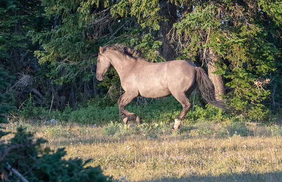 Silver Gray Grullo Wild Horse Stallion Running In Wyoming United States