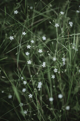 Stellaria star flowers in the grass in the meadow