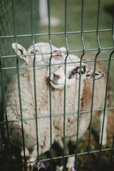 two cute sheep hugging behind the fence