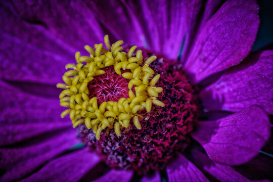 A vista de Abeja
