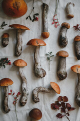 Orange-cap boletus mushrooms
